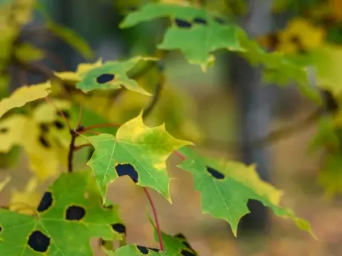 Tar spot