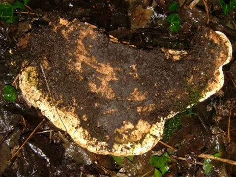 Rigidoporus