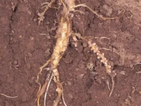 Rhizobium phaseoli