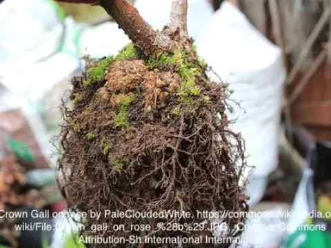 Rhizobiosis