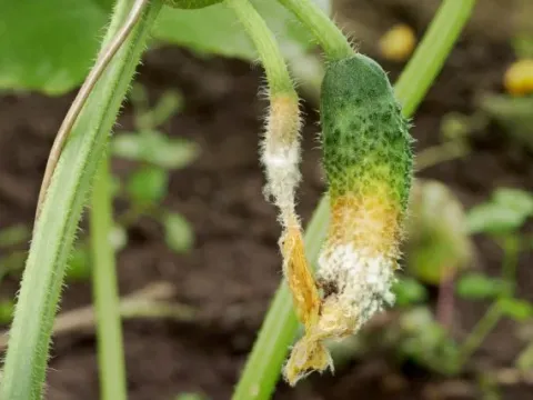 Sclerotinia