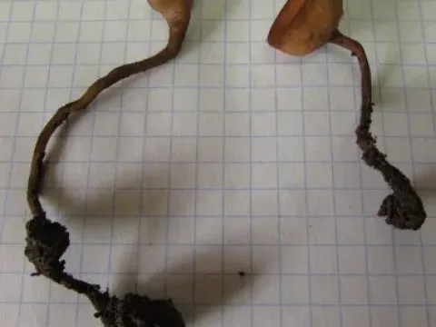 Dumontinia tuberosa