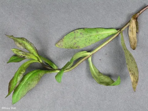 Phlox septoria leaf spot