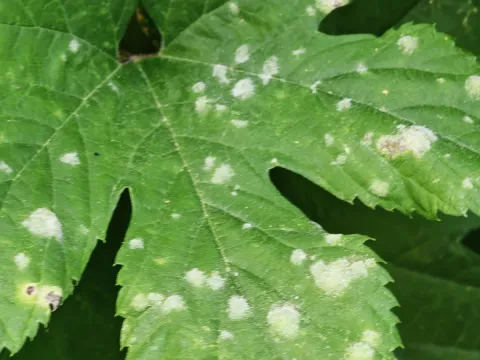 Hop Powdery Mildew