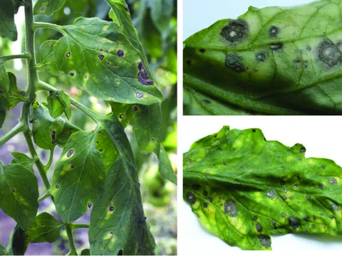 Stemphylium leaf spot