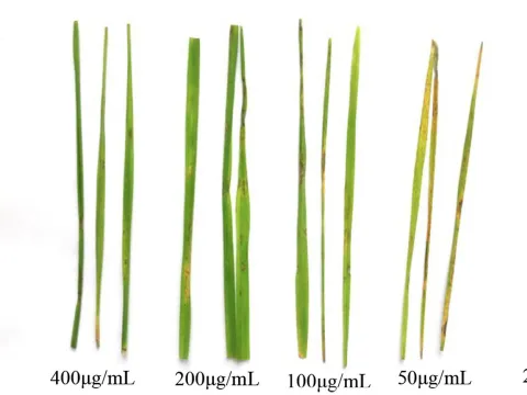 Стрептомикоз