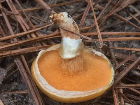 Suillus cothurnatus