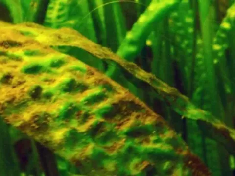 Fragilariophyceae
