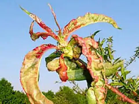 Peach leaf curl