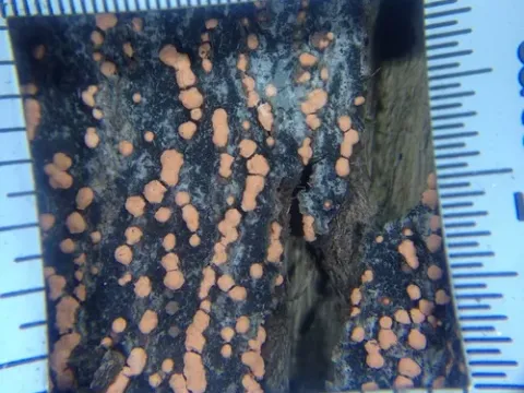 Coral spot