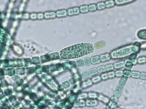 Tolypothrix