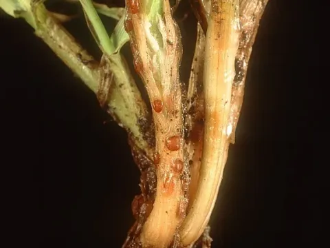 Typhula blight