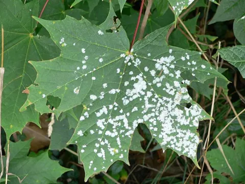 Maple powdery mildew