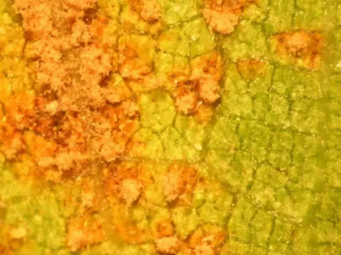 Physopella