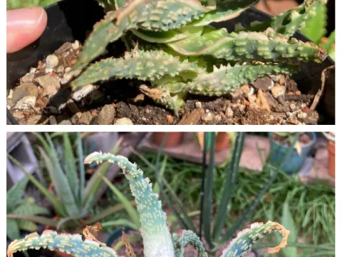Aloe rust