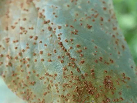 Bean rust