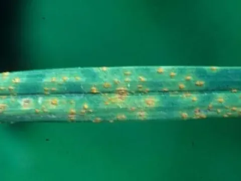 Orchard grass rust