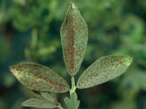 Alfalfa rust