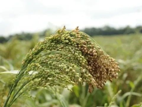 Головня проса