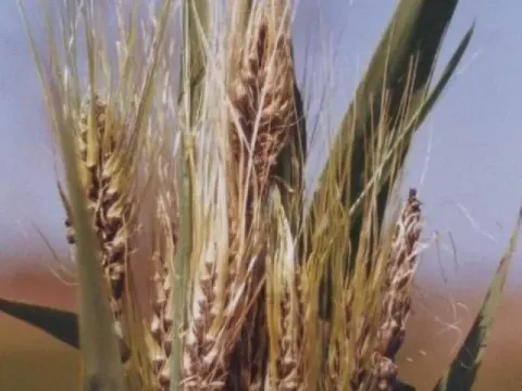 Covered smut of barley