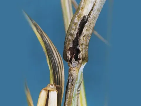 Stem smut