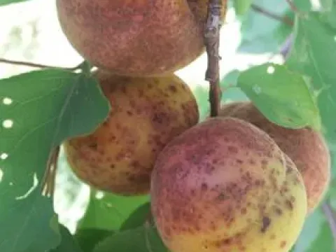 Peach scab