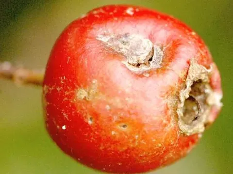Hawthorn scab