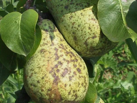 Парша азійської груші