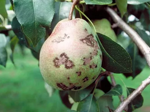 Парша груші