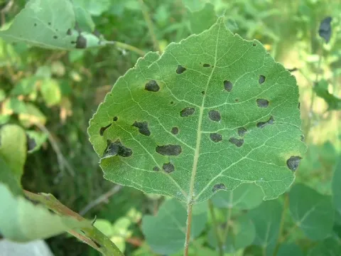 Venturia leaf spot of poplar