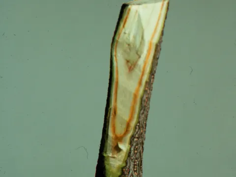 Verticillium wilt