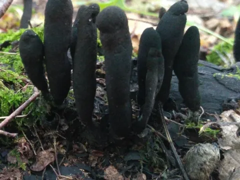 Xylaria polymorpha
