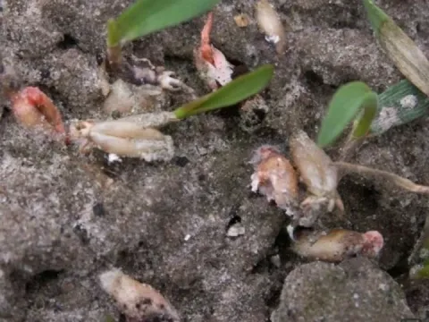 Фузаріозна гниль Fusarium keratoplasticum