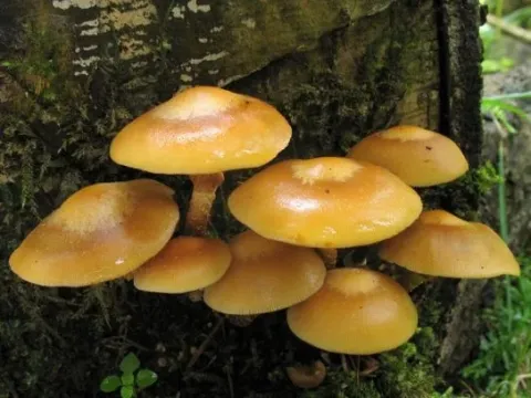 Sheathed woodtuft