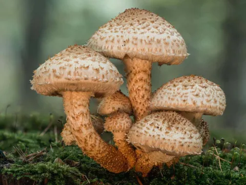Pholiota