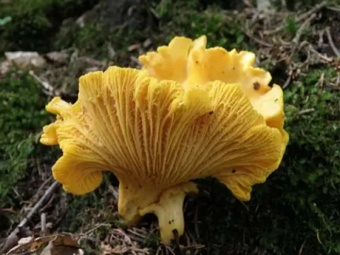 Golden chanterelle
