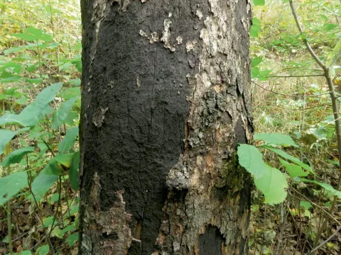 Чернь