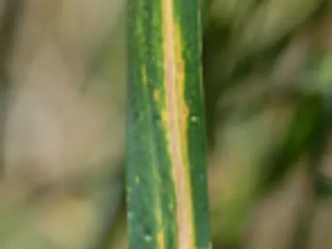 Cephalosporium stripe