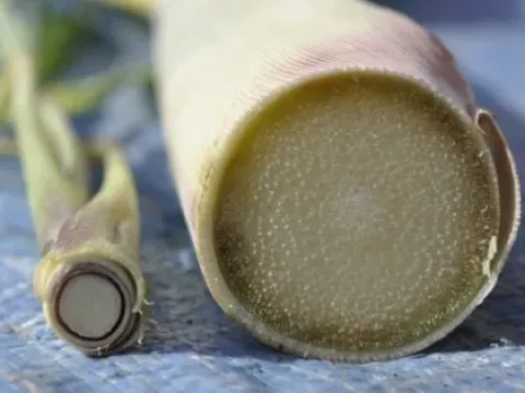 Sugarcane fusariosis