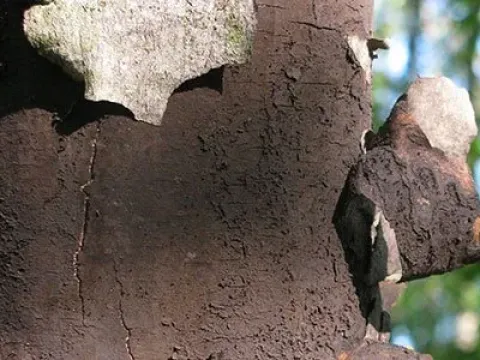 Кортикальна хвороба клена