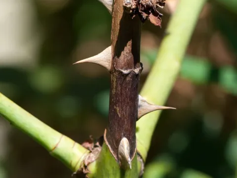 Cryptosporella umbrina