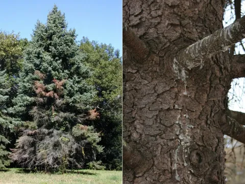 Cucurbitaria canker of spruce