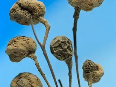 Cucurbitaria