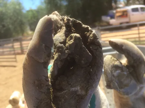 Ovine foot rot