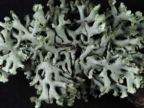 Hypogymnia physodes