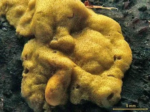 Hypocrea