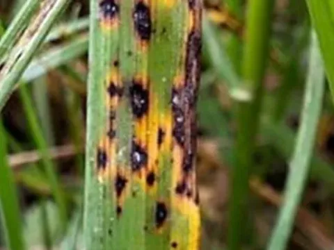 Scolicotrichum graminis