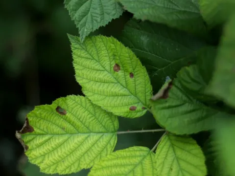 Macrophoma