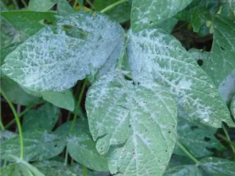 Soybean powdery mildew