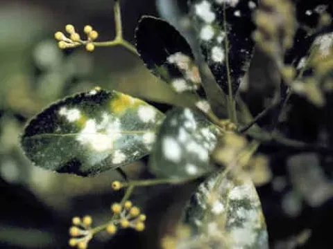 Euonymus powdery mildew